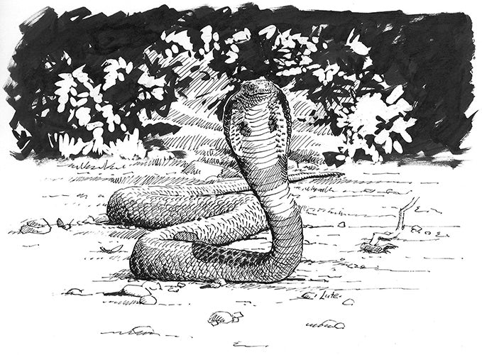 The Cobra - The Jungle Book